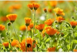 Weleda Baby Calendula Bodymilk -Babyartikelen Winkel 1200x825 2