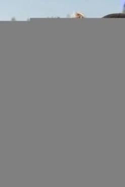 Baby's Only Voetenzak Buggy - Buggyzak Classic - Zand - Geschikt Voor 3-puntsgordel -Babyartikelen Winkel 800x1200 74